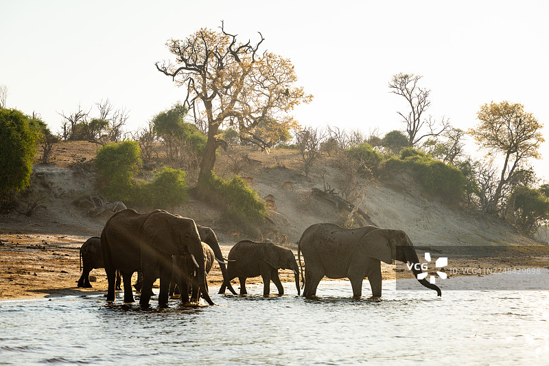 非洲象在日落时分于乔贝河饮水。图片素材