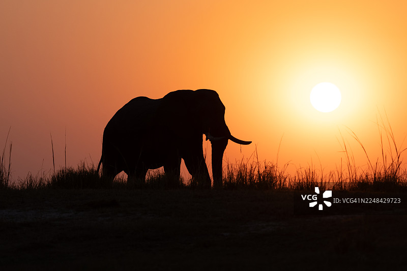 非洲象在日出时分图片素材