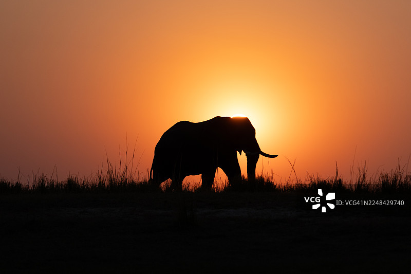非洲象日出时分图片素材