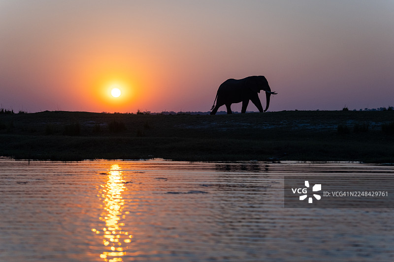 非洲象在乔贝河畔的日出景象图片素材