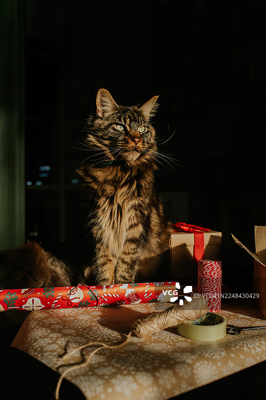 一只英俊的缅因猫坐在桌子上，周围散落着包装纸、胶带和麻绳，它的主人正在包装圣诞礼物。图片素材