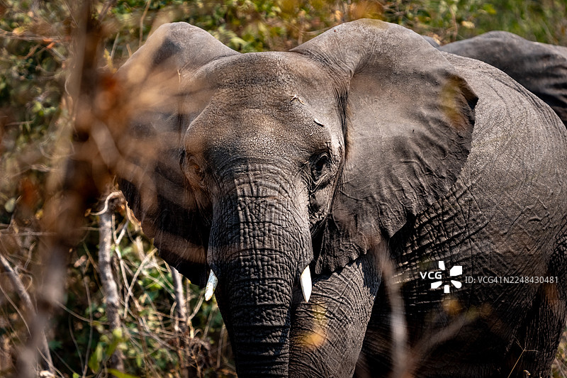 丛林中的非洲象图片素材