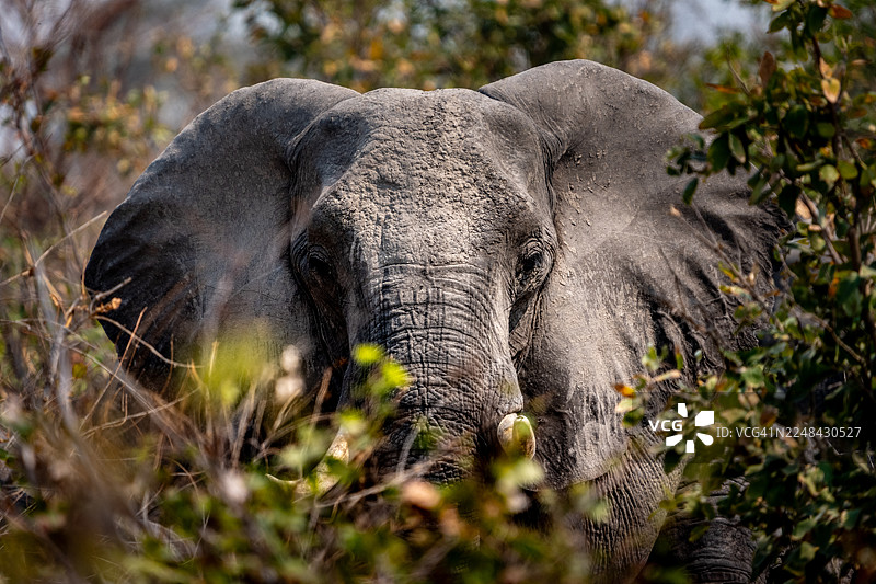 非洲象图片素材