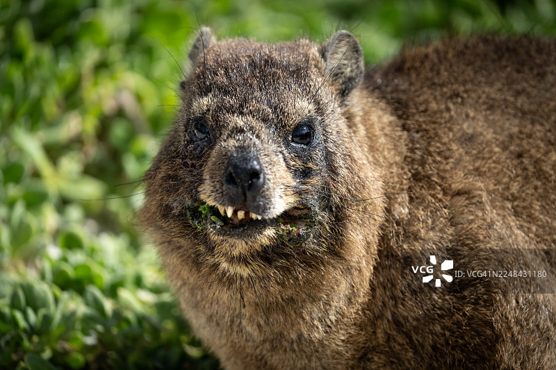 岩 the hyrax，也称为达西。图片素材