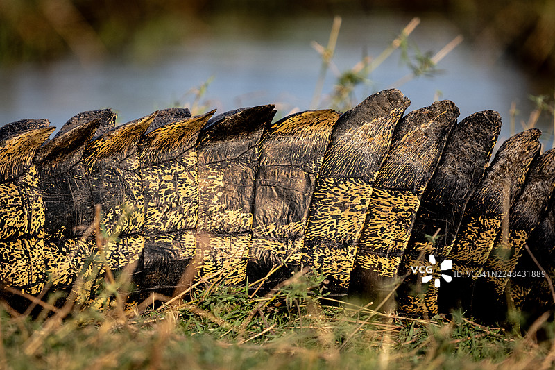 非洲鳄鱼尾巴特写图片素材