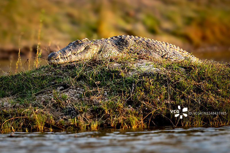 一只非洲鳄鱼在一座小山丘上。图片素材