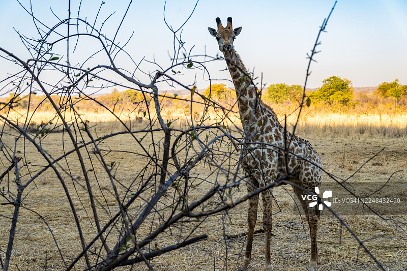 长颈鹿图片素材