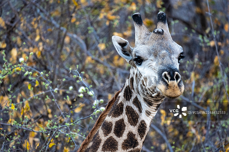 灌木丛中的长颈鹿图片素材