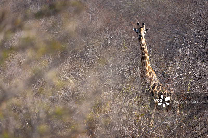 灌木丛中的长颈鹿图片素材