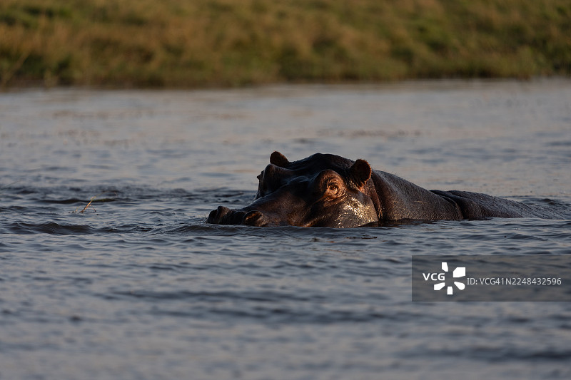 河马在水中图片素材