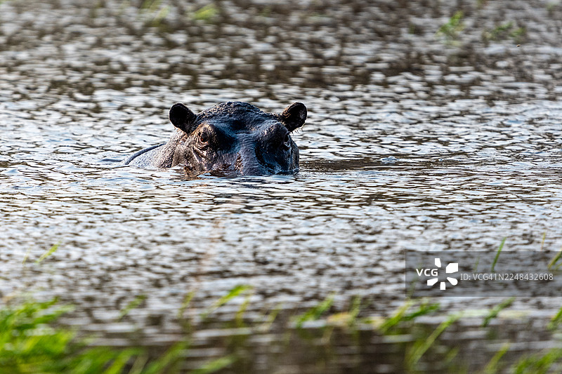 河马在水中图片素材