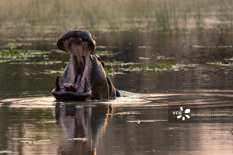 非洲河马张大嘴巴或做出威胁姿态图片素材