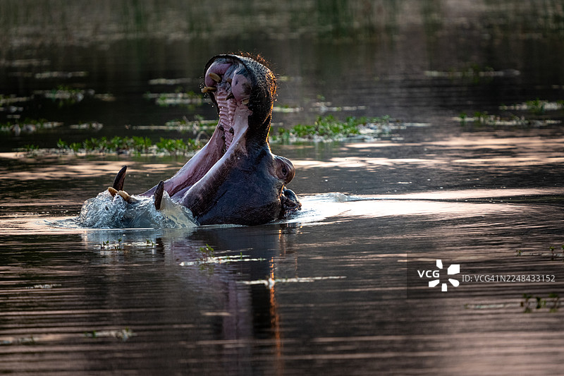 非洲河马张大嘴巴或做出威胁性展示。图片素材