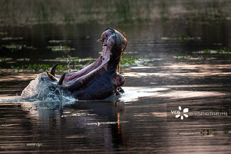 张大嘴打哈欠或发出威胁的非洲河马。图片素材