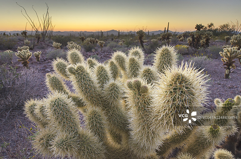 索诺兰沙漠日落图片素材