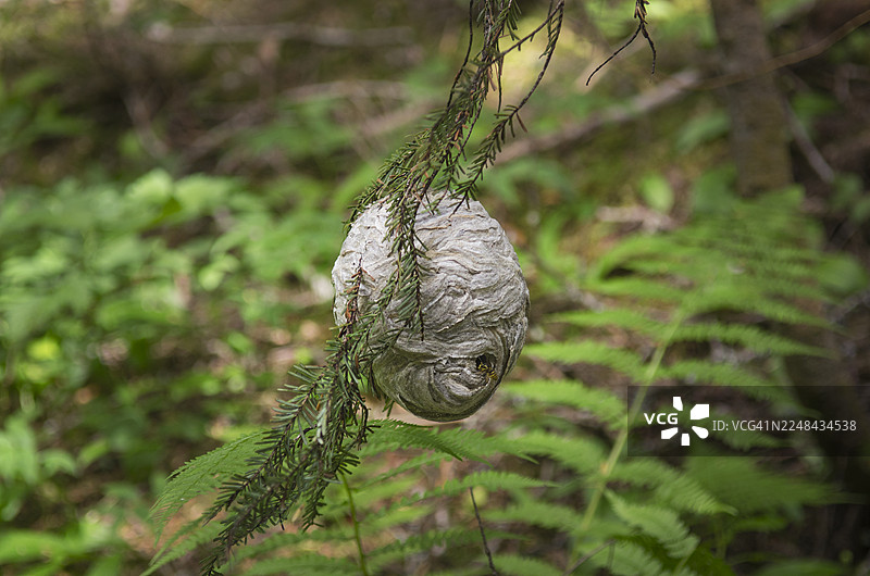 黄蜂巢图片素材