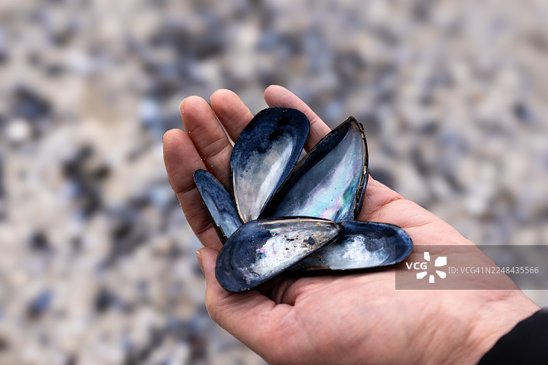 一把贻贝壳。图片素材