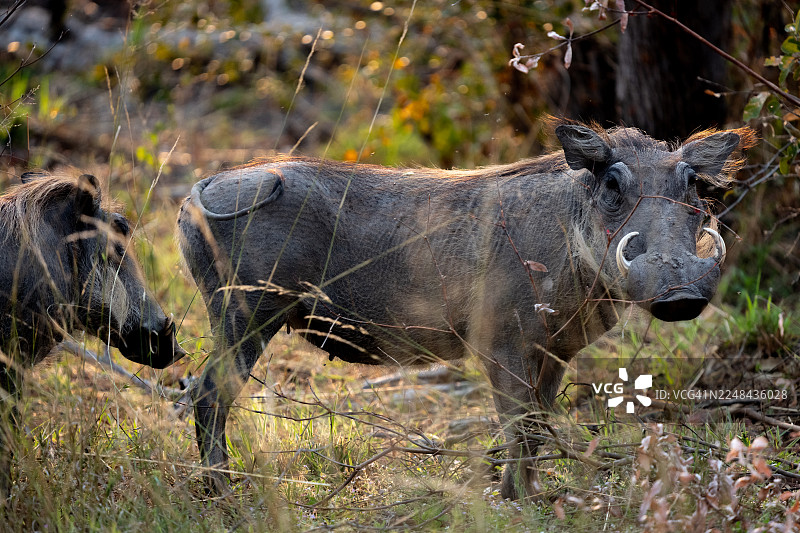 丛林中的非洲疣猪。图片素材