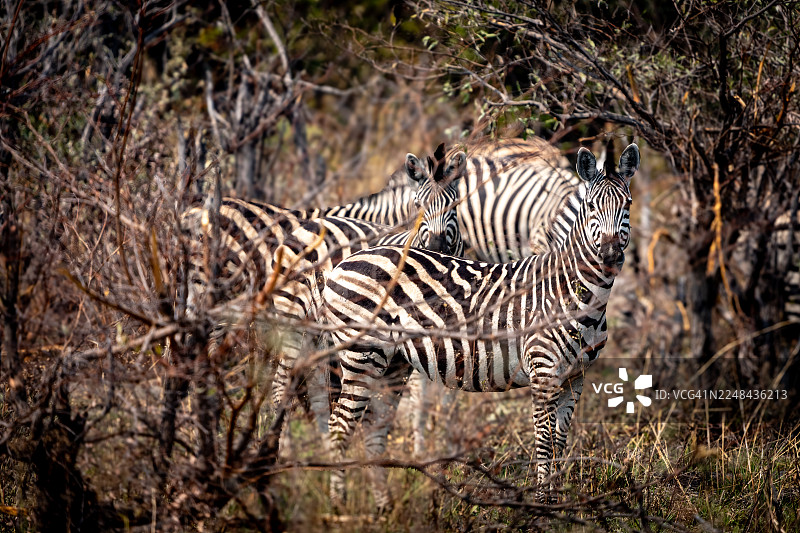 奥卡万戈三角洲灌木丛中的非洲斑马图片素材
