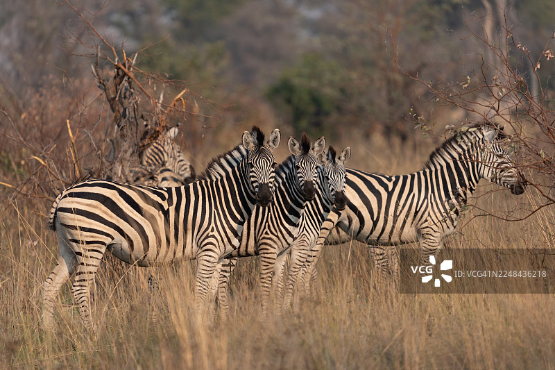 非洲斑马在奥卡万戈三角洲的灌木丛中图片素材