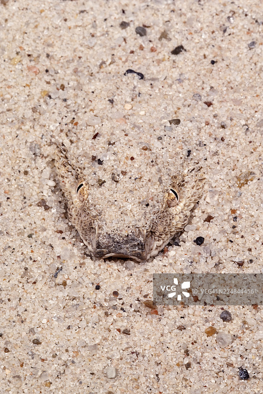 麦克马洪沙漠蝰蛇图片素材