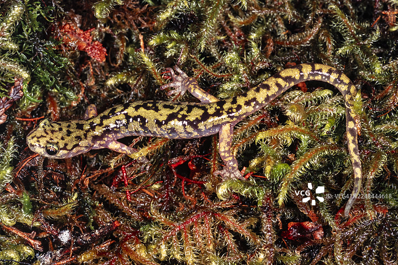 绿色蝾螈图片素材