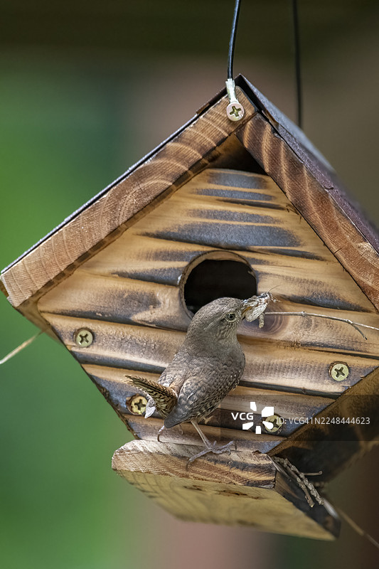 北方鹪鹩 — 在巢箱中喂养幼鸟图片素材
