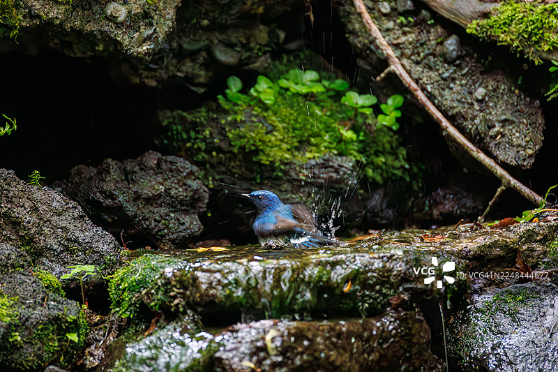 一只美丽的蓝白鹟（Cyanoptila cyanomelana，鹟科）。快乐的蓝鸟。在日本山梨县富士吉田市奥多摩温泉沐浴 - 2025图片素材