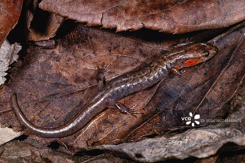 拟态蝾螈 - 红颊拟态蝾螈图片素材