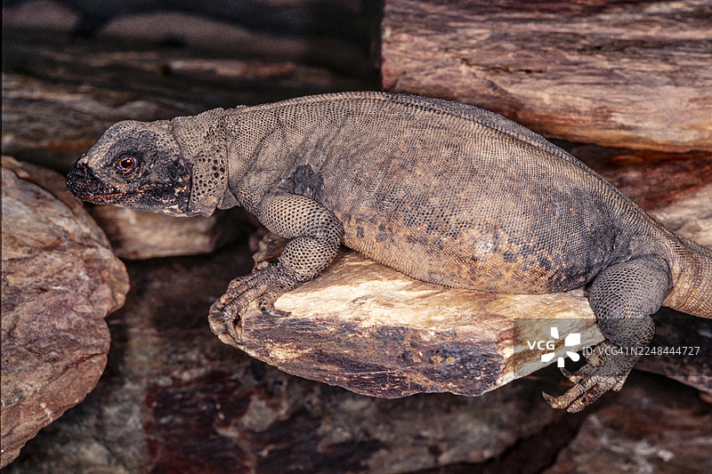圣埃斯特万岛的圣埃斯特万岛蜥蜴图片素材