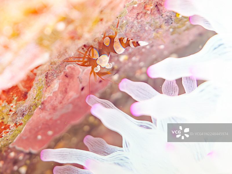 性感的虾,蹲虾,安波那虾,长棘海胆,长棘海胆,海葵,长棘海葵,以及其他。鱼群。日本静冈县伊豆半岛南伊豆中木港平矶海滩 - 2025图片素材