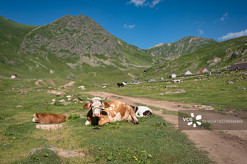 阿尔巴尼亚巴尔干山脉徒步路线多贝多尔偏远山村的牛群。图片素材