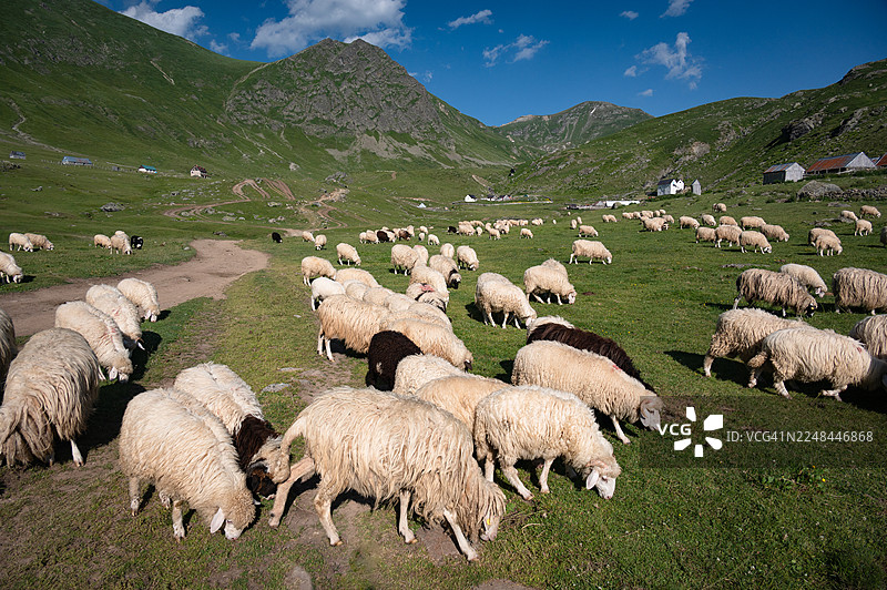 一群羊在阿尔巴尼亚多贝多尔村的“巴尔干之巅”步道上放牧。图片素材