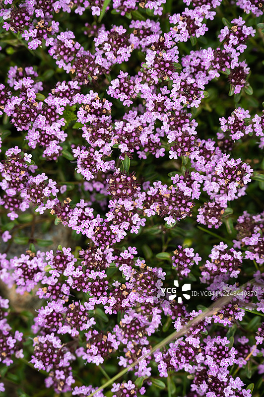 阿尔巴尼亚多贝尔多尔巴尔干山脉小径旁生长的野百里香（百里香）图片素材