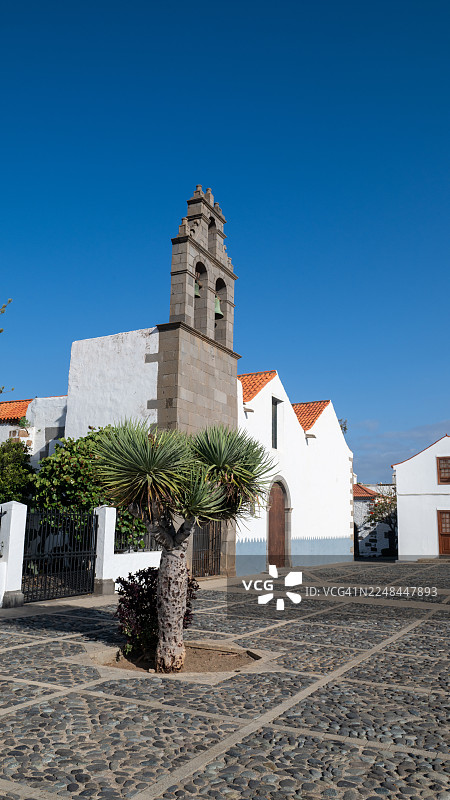 龙血树（龙血树）和特尔德圣弗朗西斯科教堂，大加那利岛图片素材