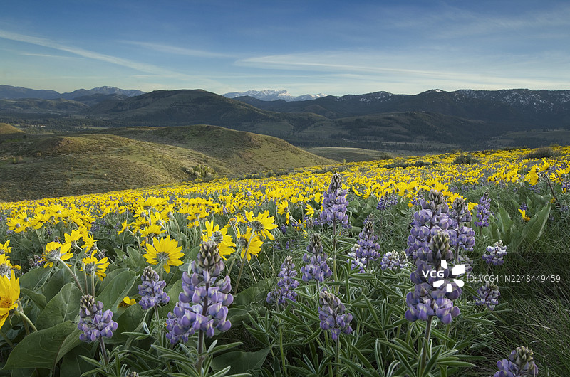 华盛顿州北喀斯喀特山脉的梅托山谷野花图片素材