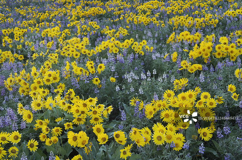 华盛顿州北喀斯喀特山脉梅托山谷野花图片素材