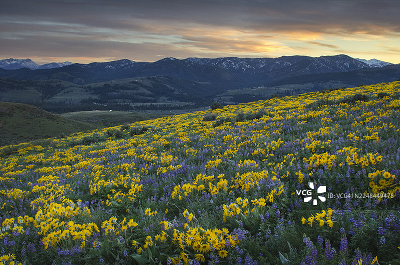 梅托山谷野花，北喀斯喀特华盛顿图片素材