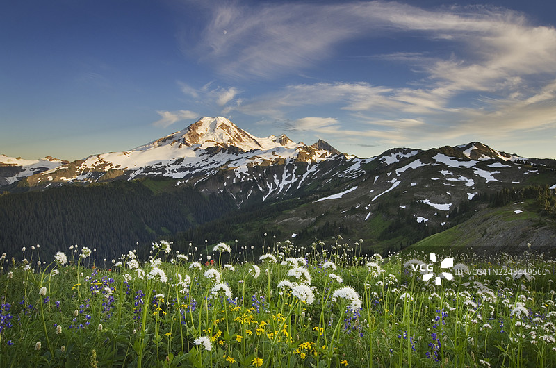 北喀斯喀特山脉的贝克山野花图片素材