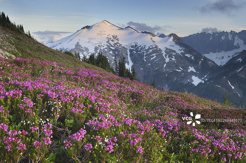 鲁斯山 北喀斯喀特野花图片素材