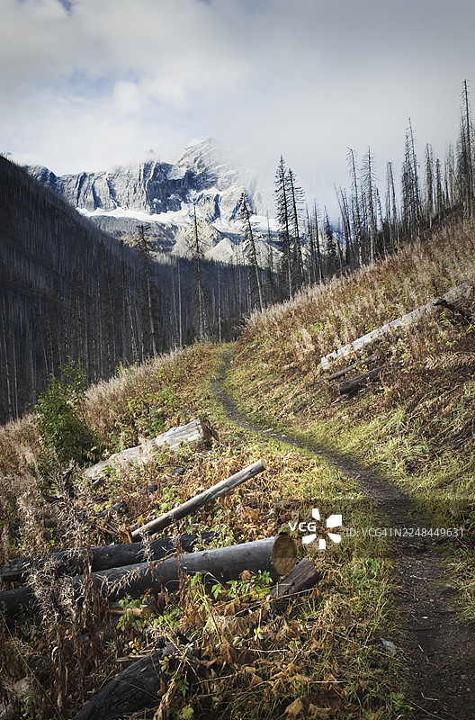 库特尼国家公园被烧毁的森林图片素材