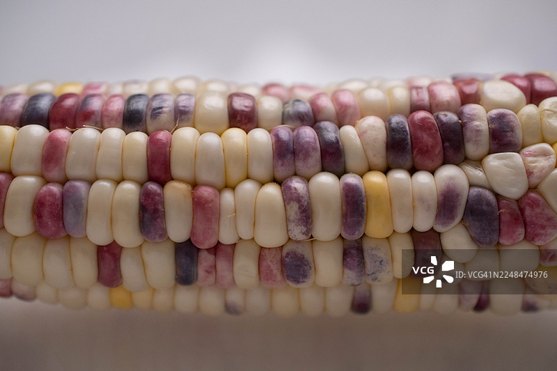 抽象的燧石玉米特写微距，展示了其有机纹理和自然图案图片素材