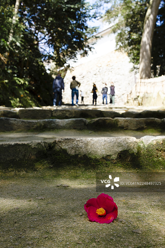 山茶花落瓣图片素材