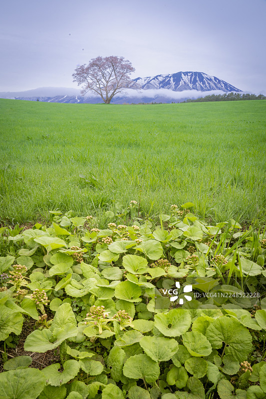富士山与一棵樱花树图片素材