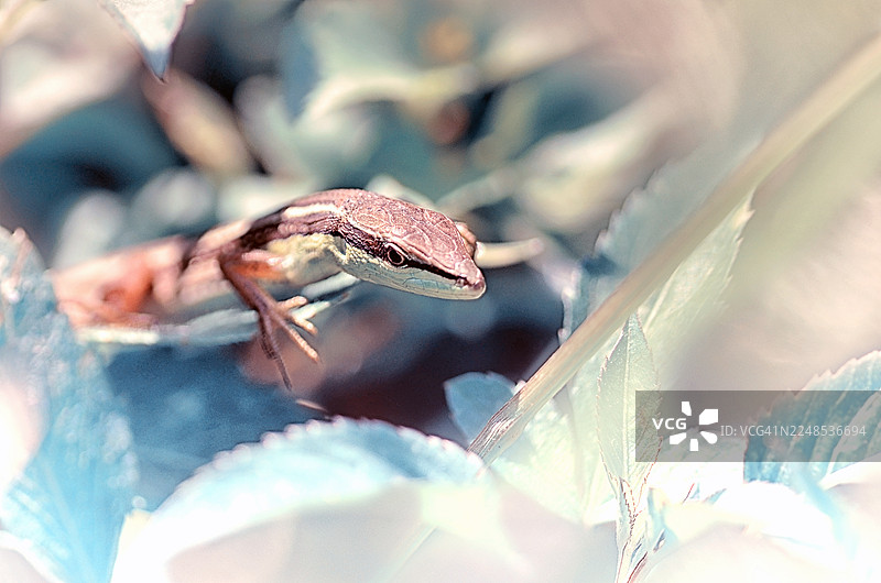 印尼西爪哇万隆，植物丛中的蜥蜴特写图片素材