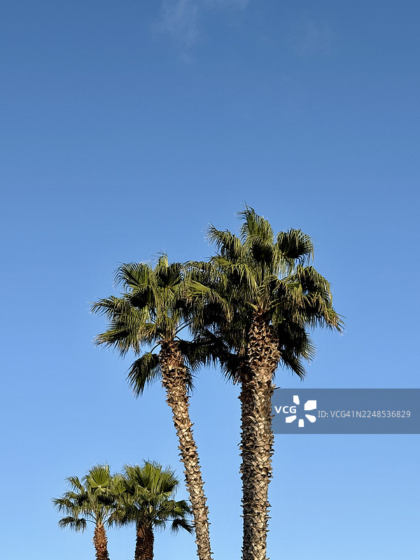 意大利莱切省奥特朗托，四棵棕榈树顶部在蓝色天空下的特写图片素材