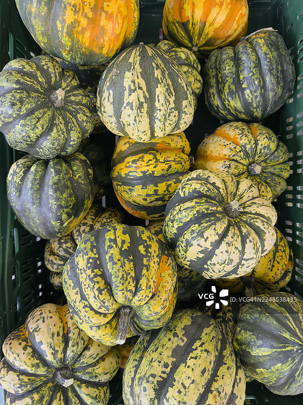 俯视视角，一群刚收获的、带有条纹的绿色甜饺子南瓜图片素材