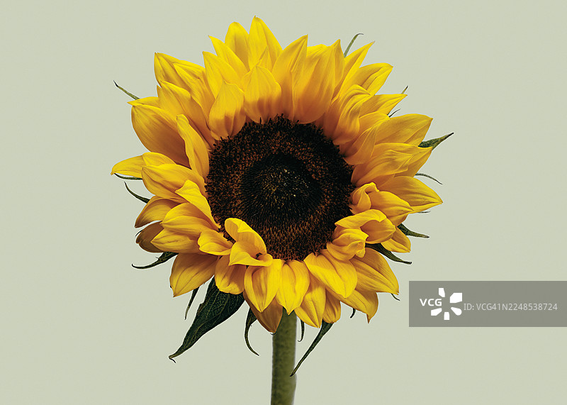 工作室拍摄的充满活力的黄色向日葵特写，背景为淡绿色图片素材