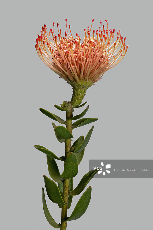 灰色背景下，美丽的橙红色帝王花特写图片素材