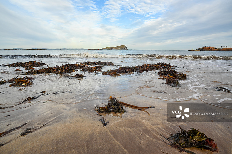 海藻在北伯威克的海滩上图片素材